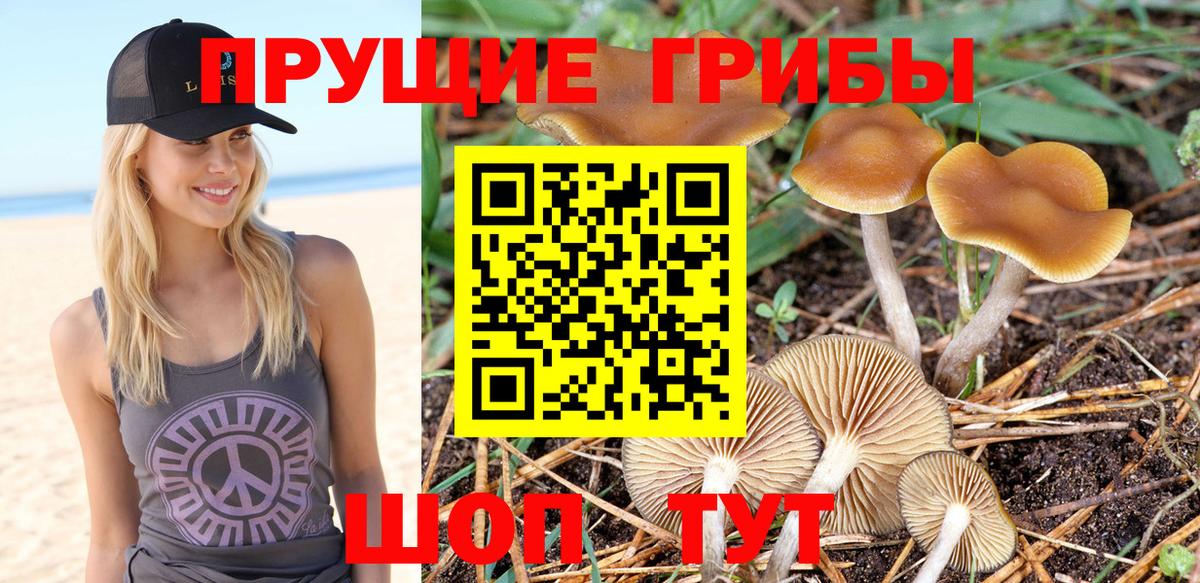 Галлюциногенные грибы Psilocybe Мурманск